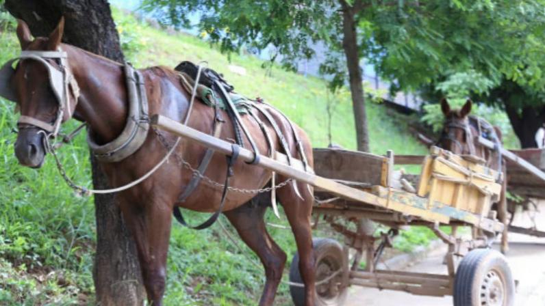 Circulação de veículos de tração animal continua considerada ilegal