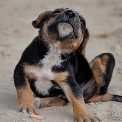 Quatro em dez cães com alergias de pele têm qualidade de vida afetada