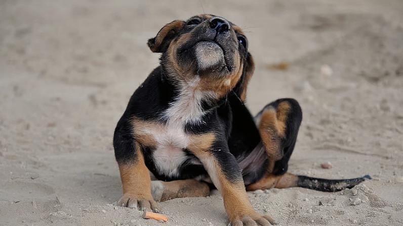 A dermatite é uma doença séria que afeta bem-estar de cães e humanos - Rayaah/Creative Commons