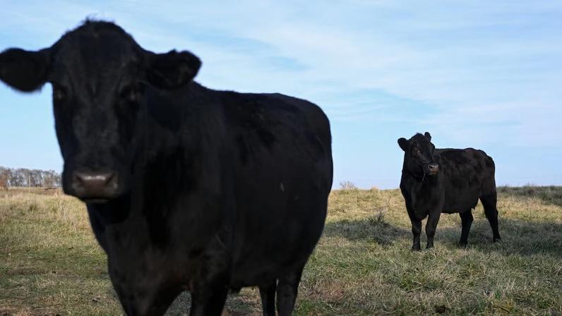Renovação de licenças abre caminho para novos embarques no segundo semestre, enquanto Brasil se aproxima de esgotar sua cota e Austrália enfrenta tarifa de 55%