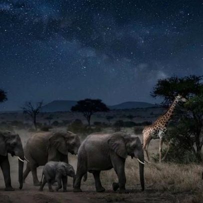 Calor altera hábitos noturnos de animais, mudando seus relógios biológicos