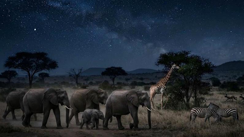Com o calor extremo, alguns animais estão trocando o dia pela noite para sobreviver. (Imagem: Fala Ciência via Gemini)