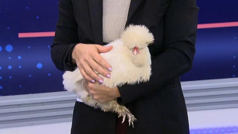 Sol é uma galinha sedosa chinesa, uma espécie conhecida por ter cinco dedos em cada pé