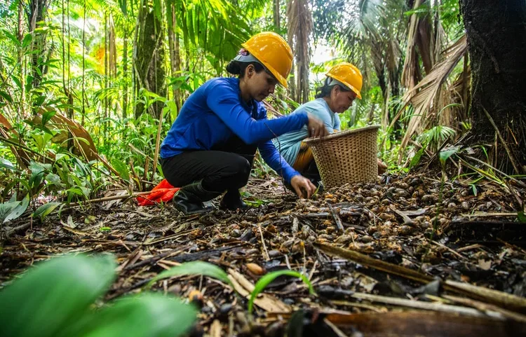 Empresa aposta em escala de bioeconomia com base em 25 anos de atuação na região e acordos já firmados com marcas internacionais (Leandro Fonseca /Exame)