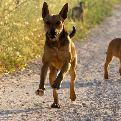 Como identificar o nível de sociabilidade do seu cão