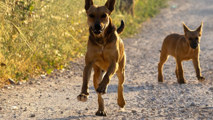 Como identificar o nível de sociabilidade do seu cão