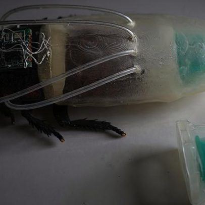 Cientistas criam roupa de mergulho para baratas para estudo ambiental