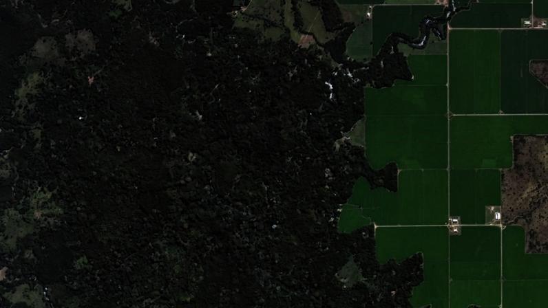 O planeta parece mais verde do espaço, mas essa história está longe de ser simples.