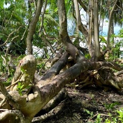 Fungos raros ajudam a restaurar florestas do Atol Palmyra, revela estudo