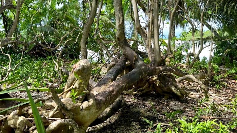 Fungos raros ajudam a restaurar florestas do Atol Palmyra, revela estudo