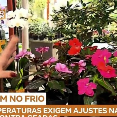 Frio no RS exige cuidados especiais com plantas e jardins