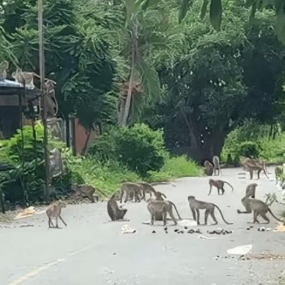 Fuga de 100 macacos gera caos em cidade da Tailândia