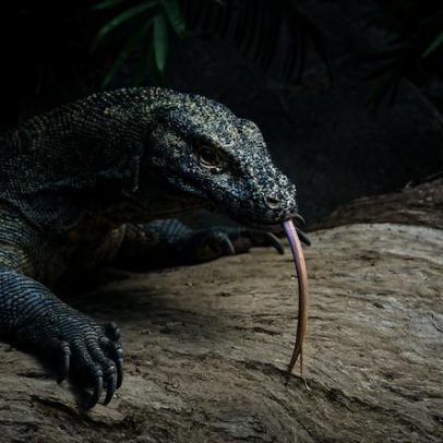 Hobbits da Indonésia teriam sobrevivido com carne deixada por dragões-de-komodo