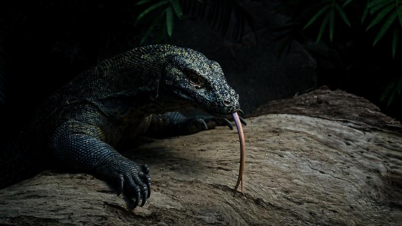 Estudo aponta que dragões-de-komodo comiam primeiro os membros mais musculosos das presas