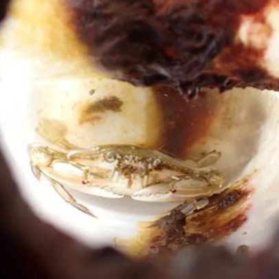 Caranguejo vivo encontrado em garrafa plástica durante expedição no Japão