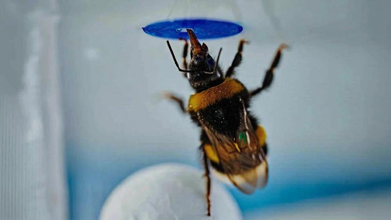 Abelhas resolvem teste de inteligência sem treino prévio