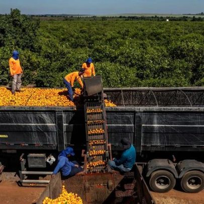 Desempenho das commodities agrícolas no 1º semestre: soja a laranja