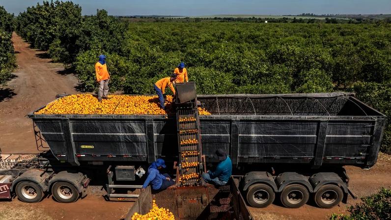 Workers harvest oranges at a citrus farm in Aguai, Sao Paulo state, Brazil.