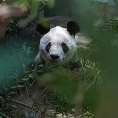 Xin Xin completa 36 anos, a única panda gigante da América Latina