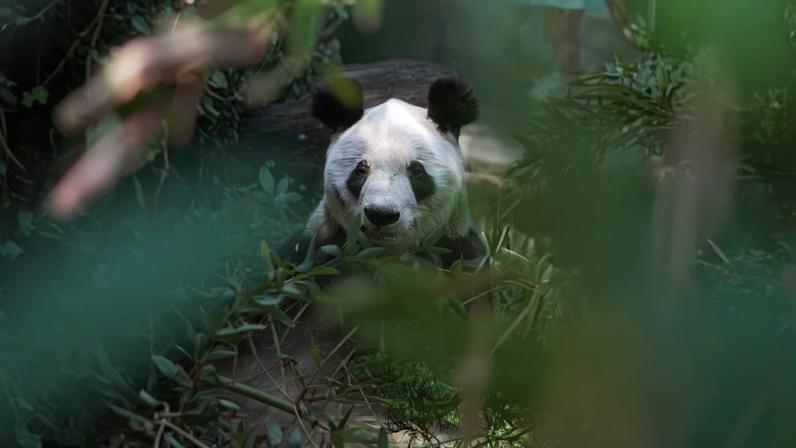 Xin Xin, panda nascida na Cidade do México, completou 36 anos
