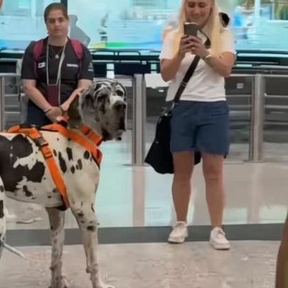 Dogue alemão reencontra tutora e impressiona pela estatura
