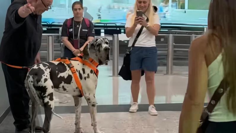 Dogue alemão reencontra tutora e impressiona pela estatura