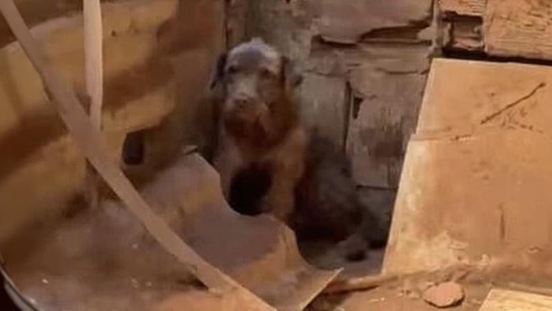 Cadela foi encaminhada para atendimento veterinário de emergência