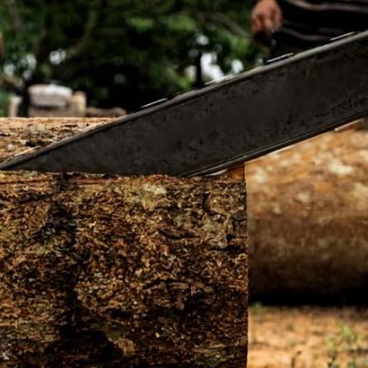 Importadores holandeses ligados a madeira da Amazônia, investigação aponta