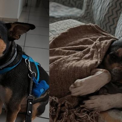 Cão resgatado de ameaça de eutanásia recebe nova vida