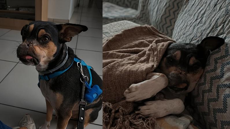 Coragem, o cachorro que foi abandonado, resgatado e salvo