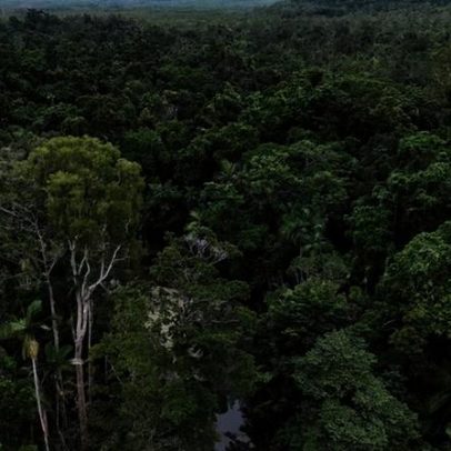Restauração da Mata Atlântica avança, mas carece de estudos, aponta UFMG