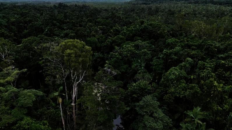 Levantamento publicado na Environmental Management aponta que monitoramento de longo prazo e financiamento seguem entre os principais desafios para ampliar os resultados