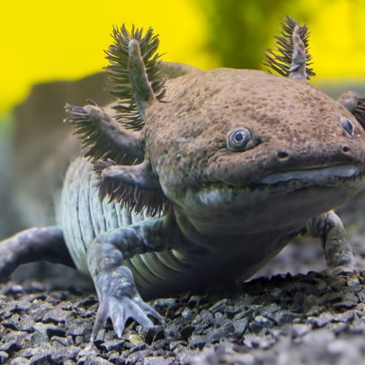 Cientistas identificam nova espécie fóssil de axolotl no México