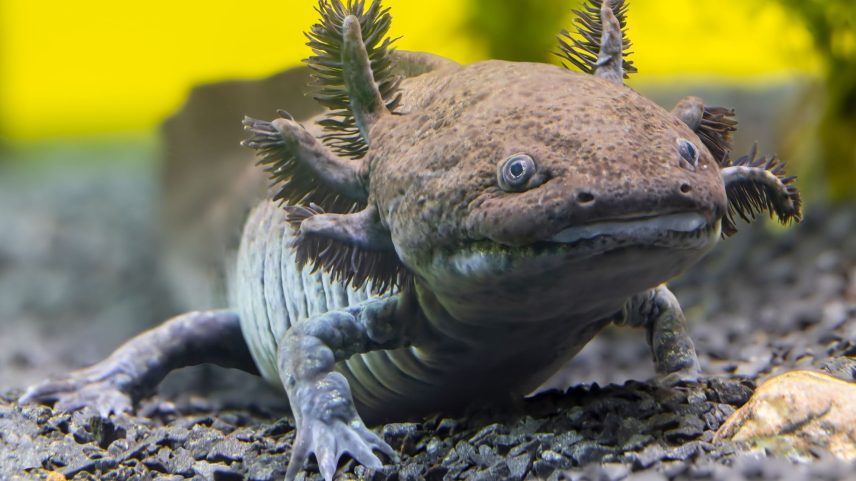ajolote nueva especie Mxico 2235919867