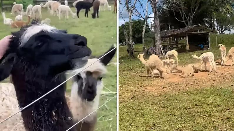 Lhamas e alpacas estão em abrigo no interior do Acre