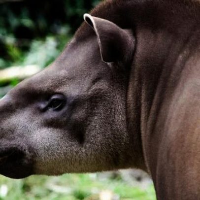Grandes mamíferos elevam fertilidade da Mata Atlântica