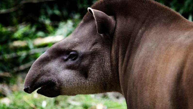 Na imagem, uma anta; segundo estudo, esses mamíferos alteram a composição química da serrapilheira e do solo em florestas tropicais da Mata Atlântica brasileira