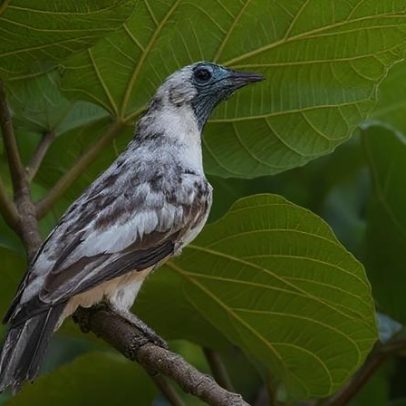 Cidade brasileira tem 1,6 mil ruas com nomes de aves
