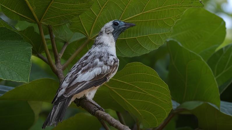 A araponga, ave conhecida pelo canto metálico e potente, deu nome ao município no norte do Paraná. (Foto: Marcílio José Garbelini/Acervo pessoal)