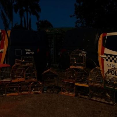 PMDF resgata 22 aves silvestres mantidas ilegalmente em cativeiro