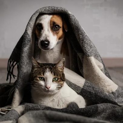 Giárdia em pets: diagnóstico e tratamento para diarreia e perda de peso