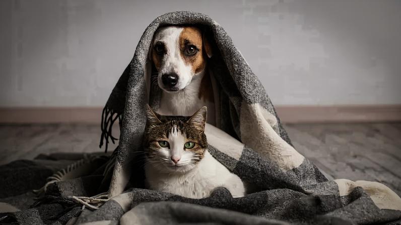 Imagem colorida de cachorro com gato