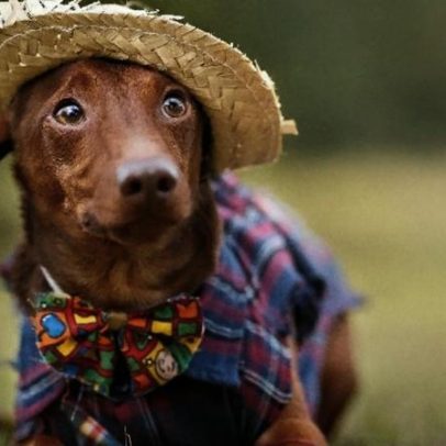 Proteção de cães e gatos em arraial com fogos e clarões