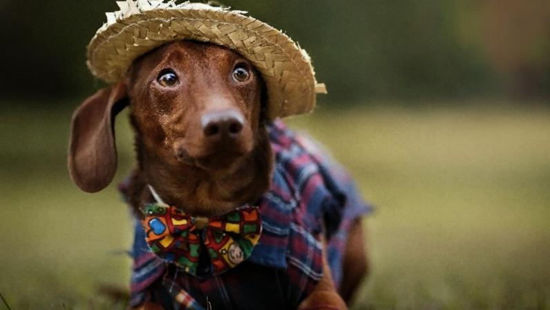 Proteção de cães e gatos em arraial com fogos e clarões