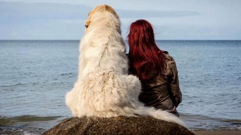 Cães e tutores podem ter traços de personalidade semelhantes