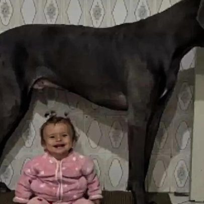 Cachorro gigante viral como babá de bebê e amor à primeira vista entre eles