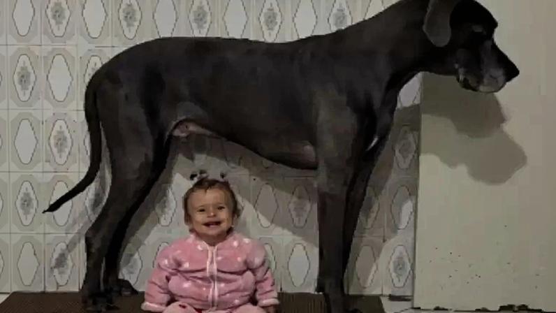 LeBron, um dogue alemão de 60 kg, é "babá" da pequena Maitê desde que nasceu
