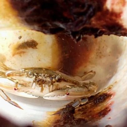 Caranguejo sobrevive dois meses preso em garrafa plástica no oceano
