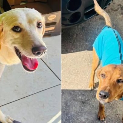 Após morte de tutor, 12 cães aguardam adoção na Grande BH