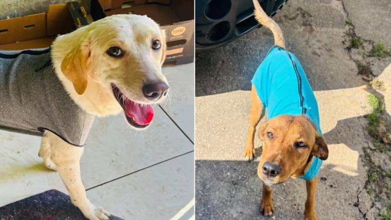 Animais estão em busca de novo lar